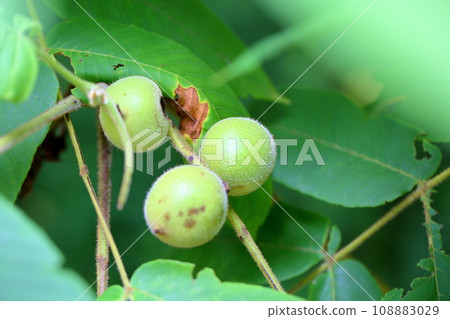 Japanese walnut fruit Japanese walnut fruit 108883029