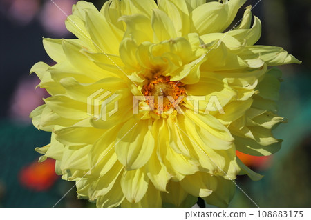 Yellow dahlia 108883175