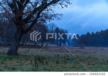 Autumn leaves at dawn 108883282