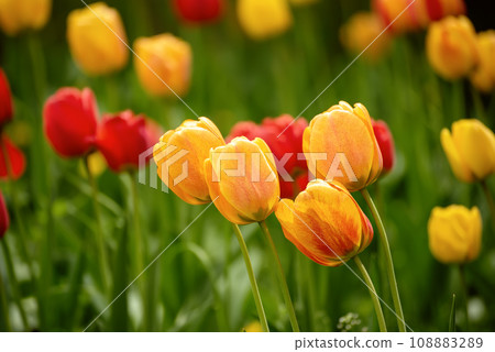 Yellow and red flowers 108883289