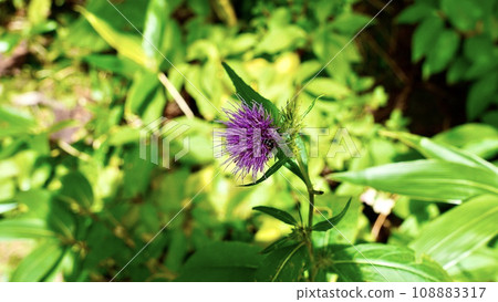 Aomori thistle in Hakkoda, Aomori, Tohoku region Aomori thistle in Hakkoda, Aomori, Tohoku region 108883317