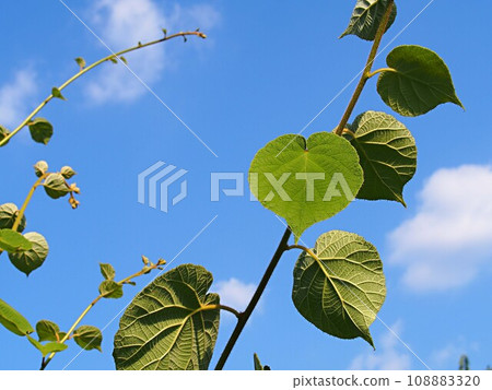 Kiwi fruit branch stretching towards the blue sky Kiwi fruit branch stretching towards the blue sky 108883320