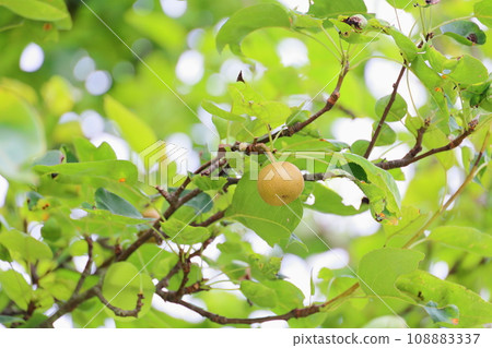 Nihon pear fruit 108883337
