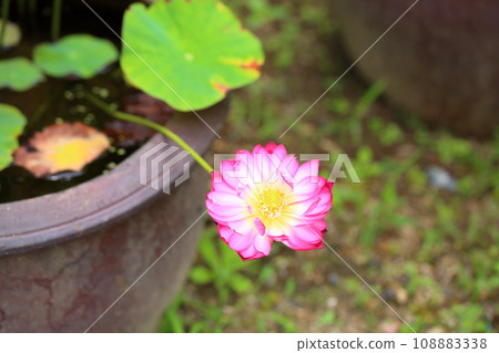 Lotus flower 108883338