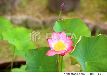 蓮花 蓮花 108883339