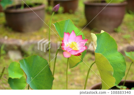 Lotus flower 108883340