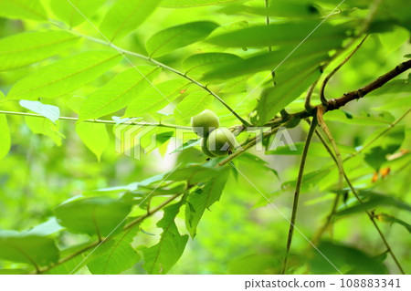 Japanese walnut fruit Japanese walnut fruit 108883341
