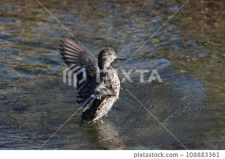 Flapping duck 108883361