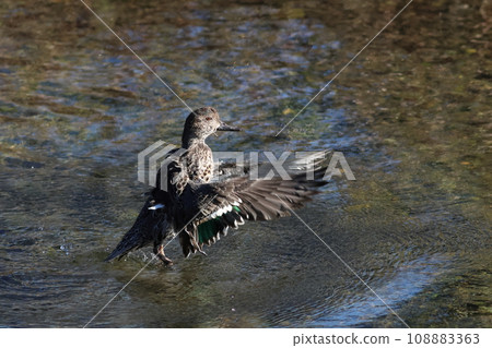 Flapping duck 108883363