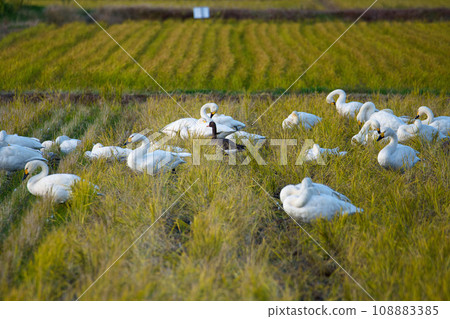Swans and white-fronted geese looking for food in the rice fields 108883385
