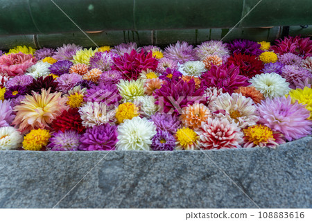 奈良縣飛鳥村西國第七座寺廟岡寺的美麗花鳥嘴照片。 奈良縣飛鳥村西國第七座寺廟岡寺的美麗花鳥嘴照片。 108883616