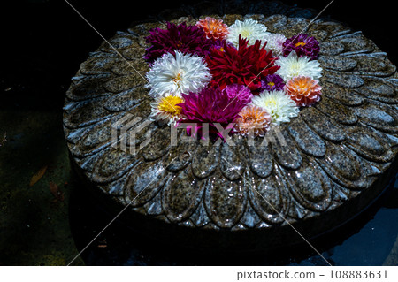 A photo of the beautiful flower chozui at Okadera Temple, the seventh temple in Saigoku in Asuka Village, Nara Prefecture. 108883631