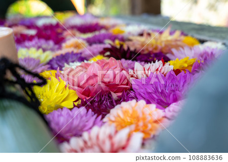 奈良縣飛鳥村西國第七座寺廟岡寺的美麗花鳥嘴照片。 108883636