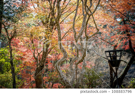 Unexplored autumn Gokanso autumn leaves scenery 108883796