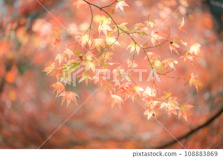 Unexplored autumn Gokanso autumn leaves scenery 108883869