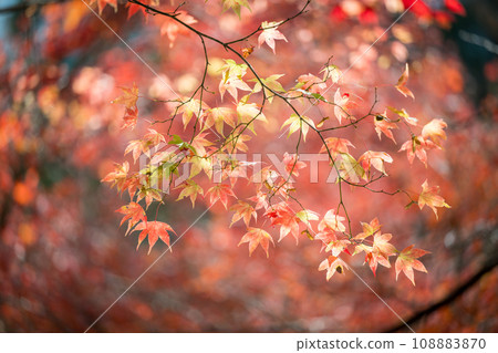 Unexplored autumn Gokanso autumn leaves scenery 108883870