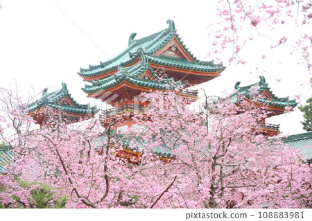 天堂金谷支櫻花 108883981