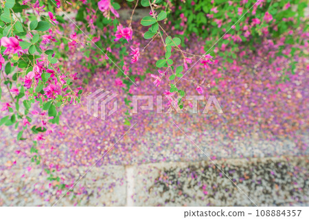 Photographing the neat autumn clover bushes blooming at Shonenji Temple in Fushimi Ward, Kyoto City Photographing the neat autumn clover bushes blooming at Shonenji Temple in Fushimi Ward, Kyoto City 108884357