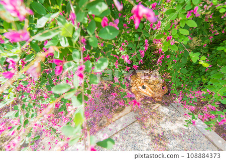 拍攝京都市伏見區正念寺盛開的秋季三葉草叢 108884373