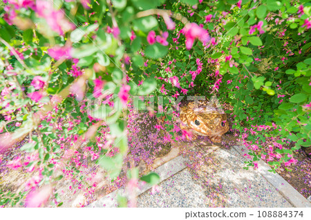 Photographing the neat autumn clover bushes blooming at Shonenji Temple in Fushimi Ward, Kyoto City 108884374