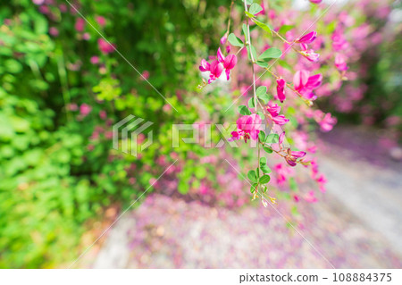 Photographing the neat autumn clover bushes blooming at Shonenji Temple in Fushimi Ward, Kyoto City 108884375
