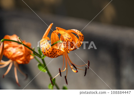 The orange color of the tiger lily stands out among the summer greenery. 108884447