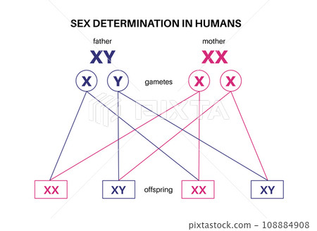 Sex Determination in Humans Sex Determination in Humans 108884908