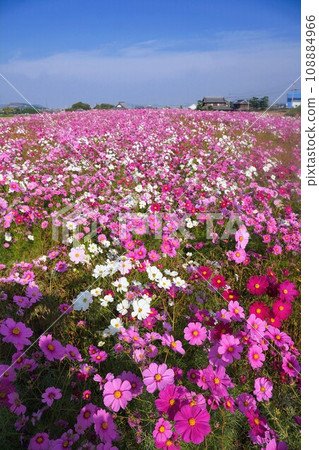 Cosmos field in Tanaka, Miki-machi, Kida-gun 202315 Cosmos field in Tanaka, Miki-machi, Kida-gun 202315 108884966