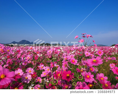 Cosmos field 20238 in Tanaka, Miki-machi, Kida-gun 108884973
