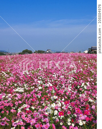 木田郡三木町田中的波斯菊田20235 108884976