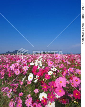 Cosmos field 20232 in Tanaka, Miki-machi, Kida-gun 108884979