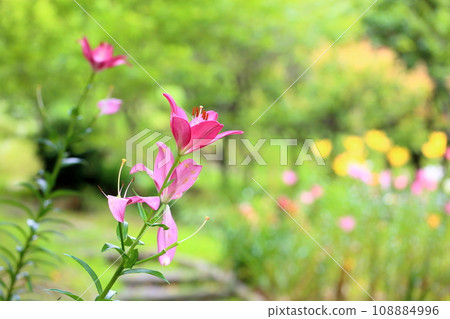 百合花 百合花 108884996