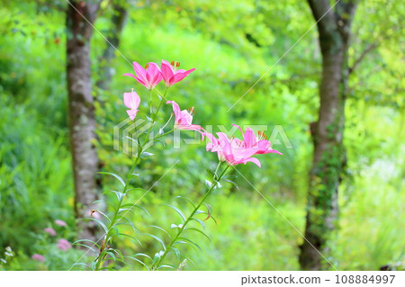 百合花 百合花 108884997
