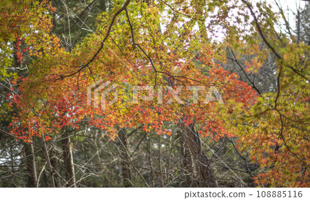 雪中的秋葉，黃葉，秋葉，日本，風景，季節，雪，第一場雪，天氣，自然，戶外，休閒，旅行 108885116