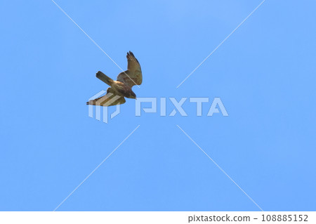 生物、野鳥和適度的俯衝。因為昆蟲和小動物是主要食物，這就夠了嗎？ 108885152