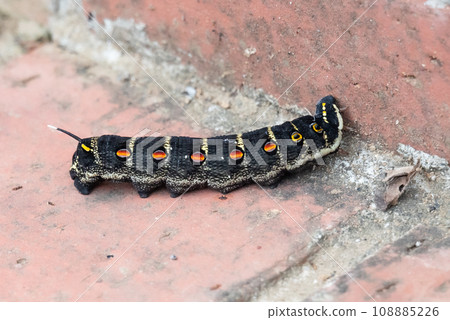 Caterpillar larva Caterpillar larva 108885226