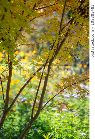 在晴朗的秋日盛開的各種花是在久住山腳下盛開的公園的花 108885483