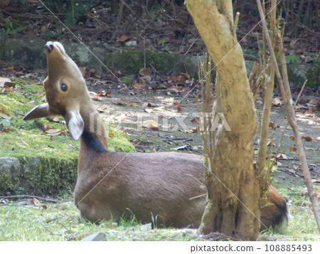 A deer A deer 108885493