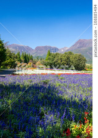 Various flowers that bloom on a clear autumn day are the flowers of the park that bloom at the foot of Mt. Kuzumi Various flowers that bloom on a clear autumn day are the flowers of the park that bloom at the foot of Mt. Kuzumi 108885494