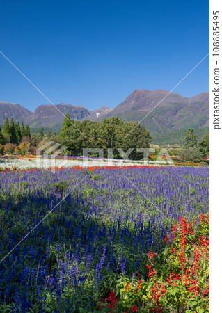Various flowers that bloom on a clear autumn day are the flowers of the park that bloom at the foot of Mt. Kuzumi Various flowers that bloom on a clear autumn day are the flowers of the park that bloom at the foot of Mt. Kuzumi 108885495
