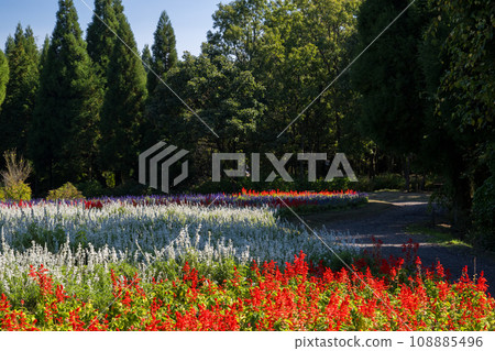 在晴朗的秋日盛開的各種花是在久住山腳下盛開的公園的花 108885496