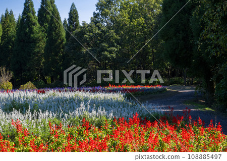 在晴朗的秋日盛開的各種花是在久住山腳下盛開的公園的花 在晴朗的秋日盛開的各種花是在久住山腳下盛開的公園的花 108885497