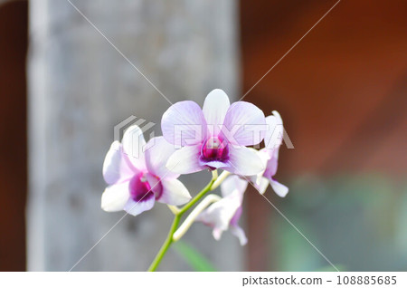 purple orchid or white and purple orchid flower, orchid or ORCHIDACEAE 108885685