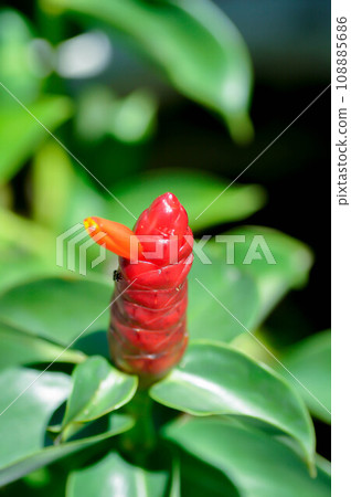 Costus speciosus, Crape ginger or Malay ginger or Spiral flag or Costus speciosus Cheilocostus speciosus, Costaceae or Cane reed or Crape ginger or Malay ginger or Spiral flag Costus speciosus, Crape ginger or Malay ginger or Spiral flag or Costus speciosus Cheilocostus speciosus, Costaceae or Cane reed or Crape ginger or Malay ginger or Spiral flag 108885686