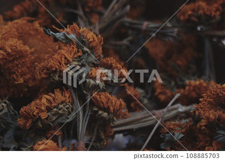 orange dried flowers 108885703