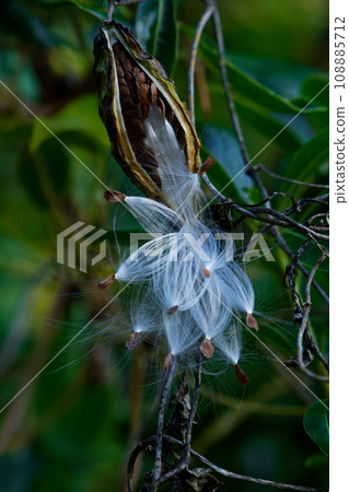 Seed dispersal of Apocynaceae Asclepiad 108885712