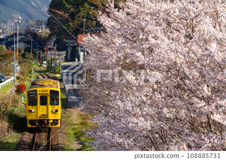 貫穿櫻花的地方線 108885731