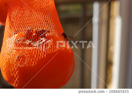 Astringent persimmons become sweeter when dried. It's like magic. 108885855