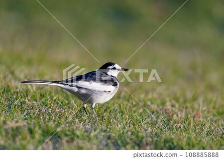 Wagtail foraging in the grassland 108885888