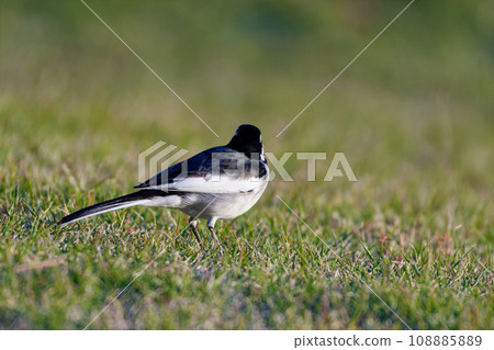 Wagtail foraging in the grassland 108885889